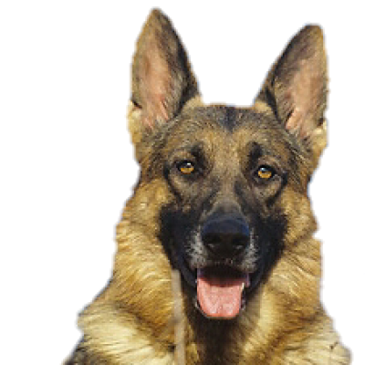 Markov German Shepherd Logo
