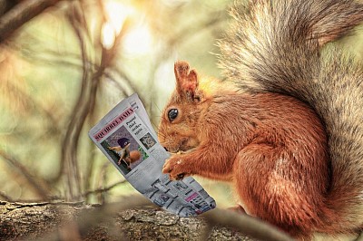 Squirrel Reading Newspaper