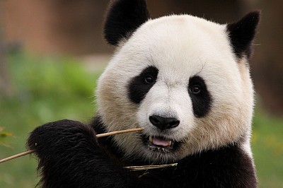 Panda says check back soon